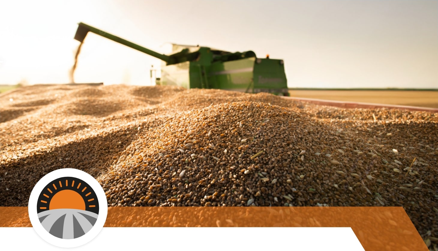 Del campo a tu mesa: Los procesos del grano de trigo