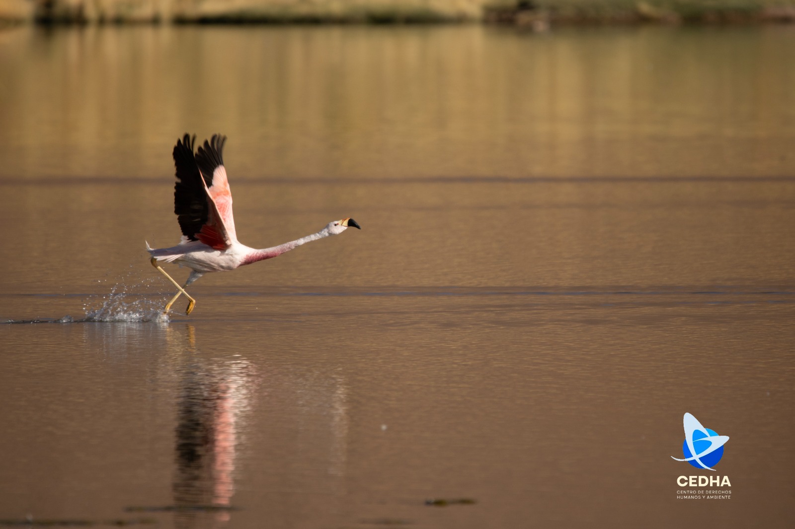 Conmemoración del Día Mundial de las Aves Migratorias – 14 de mayo
